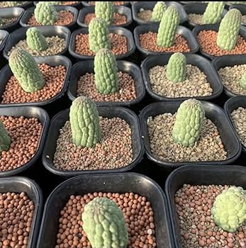 Amazon.co.jp: 仏頭玉 多肉植物 ラリレアキア カクティフォルメ